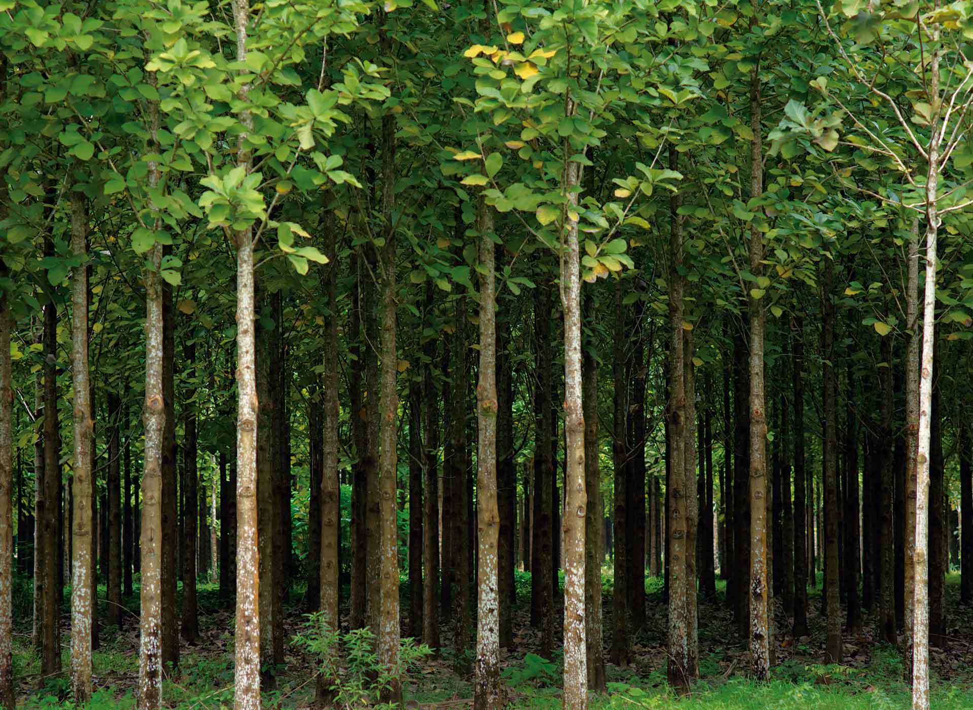 Teak sustainable plantations for cutting boards FSC certified