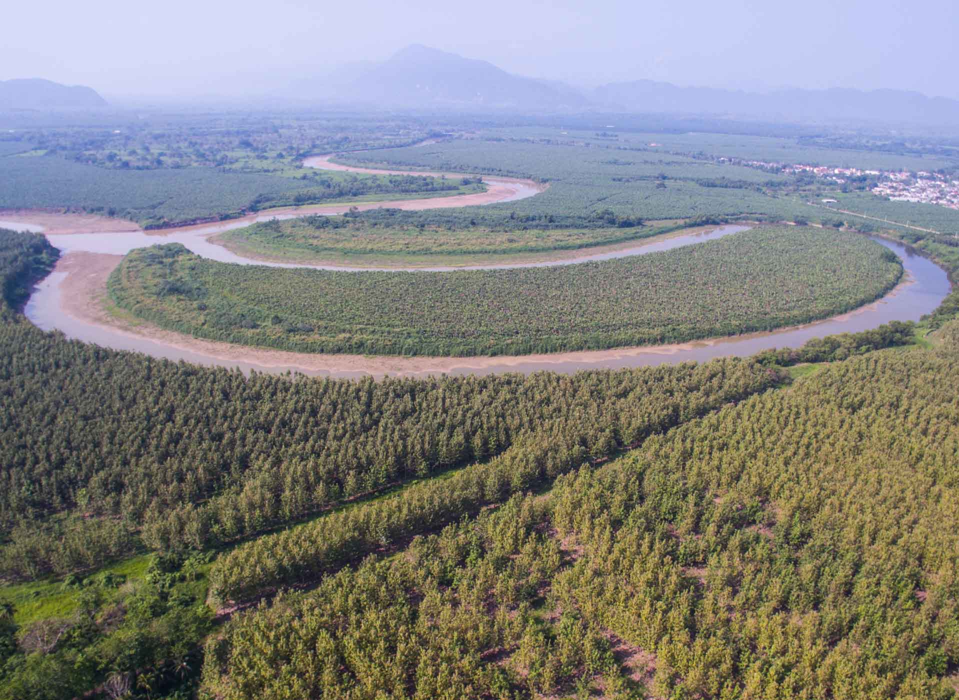 Teak Sustainable Forest Plantations
